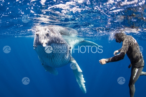 Tahiti, humpback whale swimming by the surface close to free diver