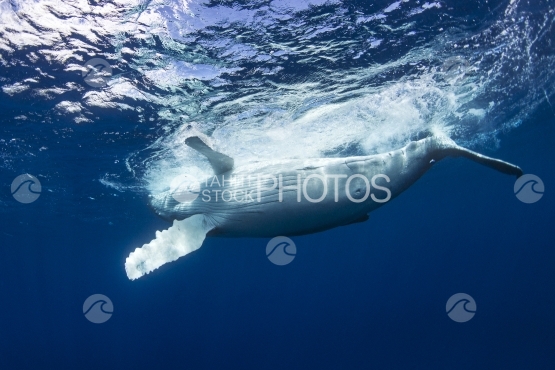 Tahiti, humpback whale swimming by the surface