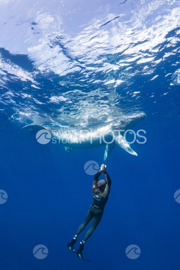 Tahiti, humpback whale swimming by the surface, with free diver