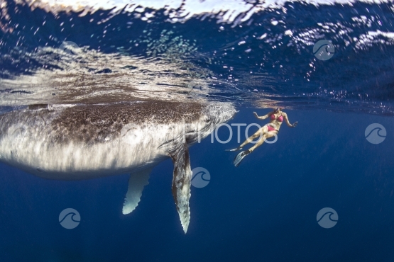 Tahiti, humpback whale swimming by the surface, observed swimmer