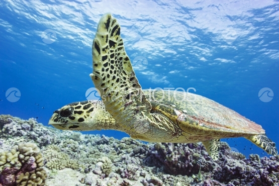 Rangiroa, Hawksbill turtle swimming near the coral reef