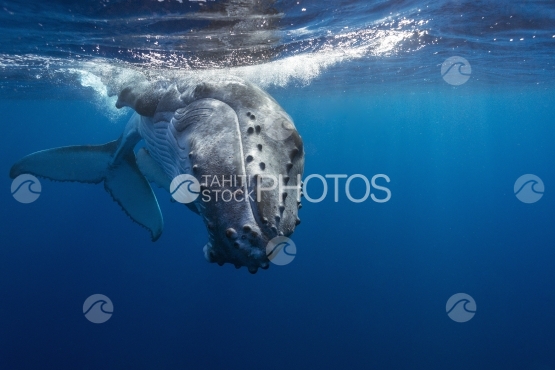 Tahiti, humpback whale swimming by the surface towards the photographer