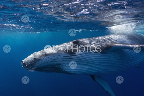 Tahiti, humpback whale, calf swimming by the surface