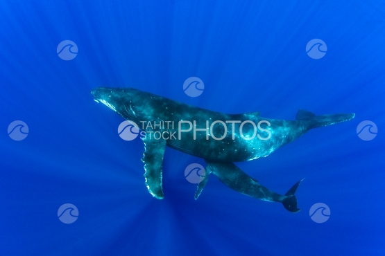Tahiti, humpback whale , mother and calf resting, sunrays in the deep blue