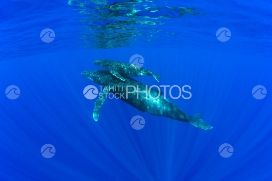 Tahiti, mother and young calf  humpback whales swimming back to surface