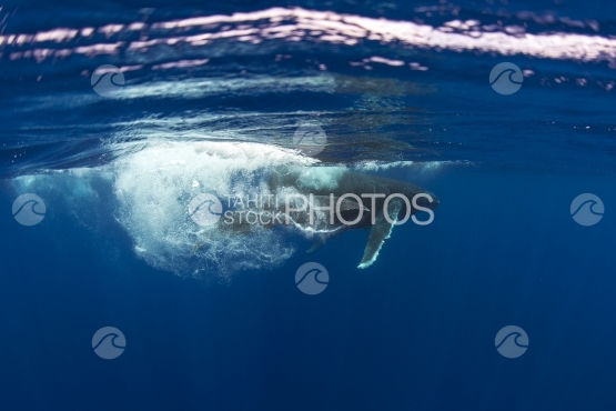 Tahiti, humpback whale swimming by the surface, splaching its tail