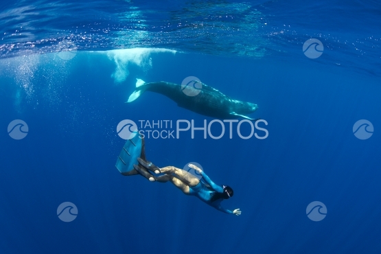 Tahiti, humpback whale swimming by the surface, followed by free diver