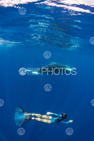 Tahiti, humpback whale swimming by the surface, followed by a free diver