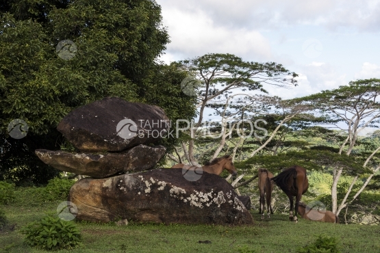 Nuku Hiva, wild horses eating grass near big rocks and forest