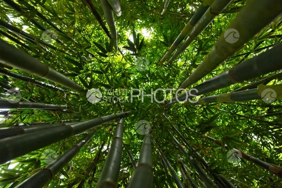 Tahiti, bambou forest