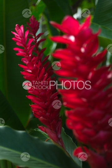 Tahiti, tropical flower