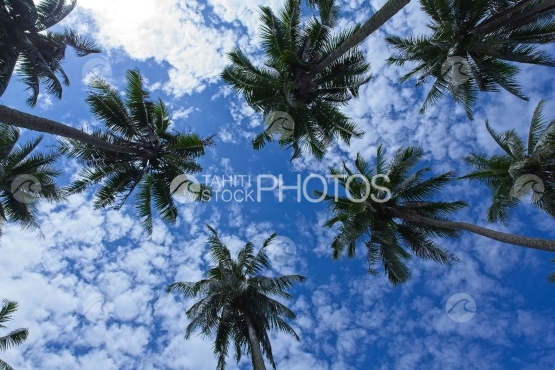 Tahiti, Coconutnut grove from below