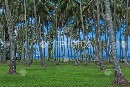 Tahiti, Coconutnut grove