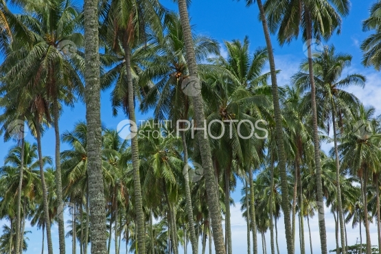 Tahiti, Coconutnut grove