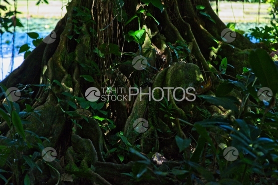 Tahiti, big tree named mape, with big roots in the river