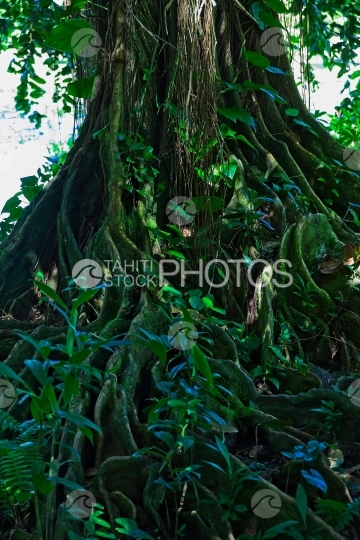 Tahiti, big tree named mape, with big roots in the river