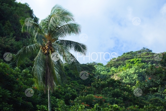 Tahiti, coconut tree and mountain in the background