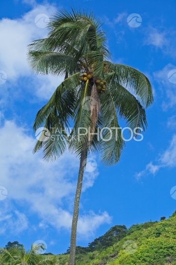 Tahiti, coconut tree from below