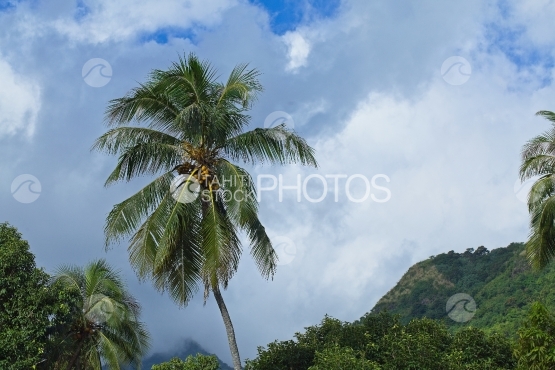 Tahiti, coconut tree from below