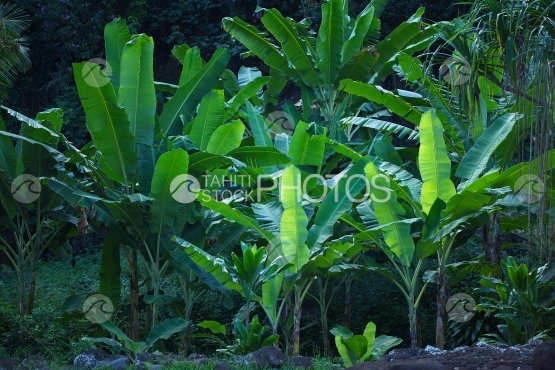Tahiti, banana trees