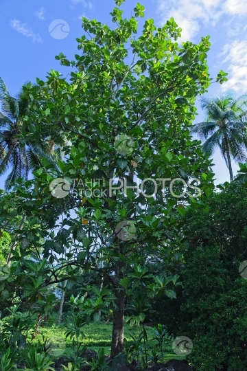 Tahiti, Bread fruit tree, named uru