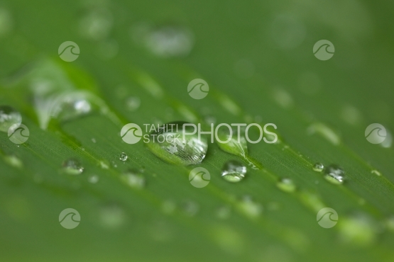 Drops of rain on banana tree leaf