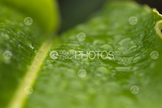 Drops of rain on tropical leaf