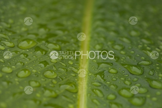 Drops of rain on tropical leaf