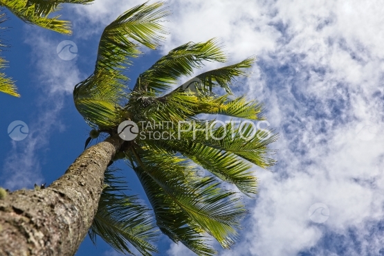Polynesia, coconut tree and wind shot from above