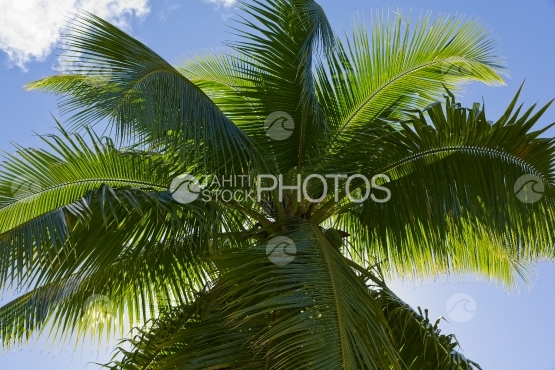Polynesia, coconut tree and wind shot from above