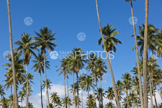 Tahiti, coconut trees grove