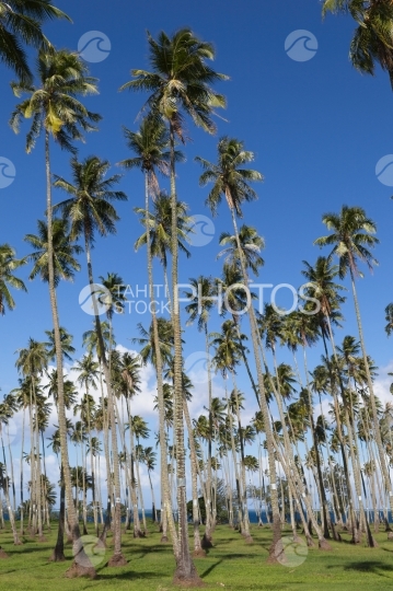 Tahiti, coconut trees grove