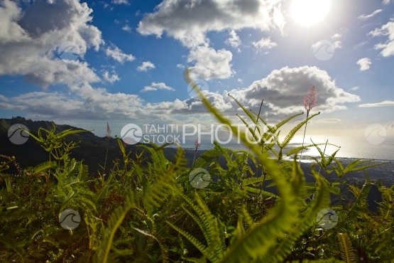 Tahiti, wild herbs and Moorea in the background