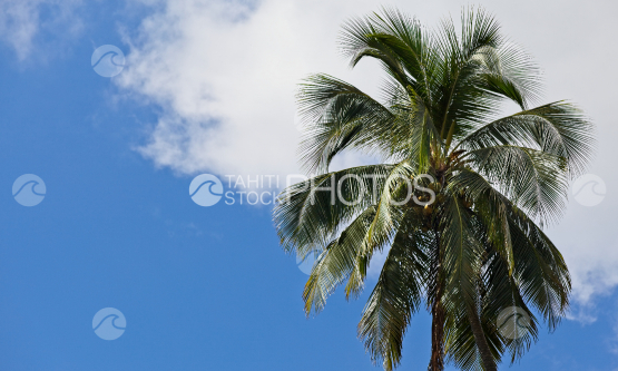 Coconut tree and cloudy sky