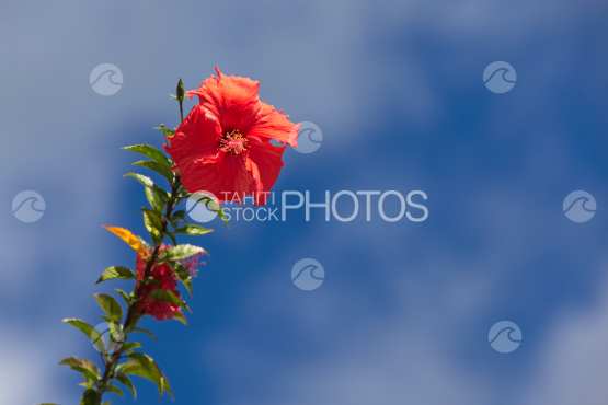 Hibiscus rosa-sinensis, red tropical flower and sky