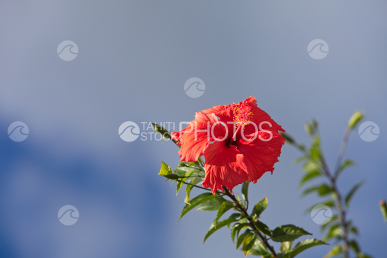 Hibiscus rosa-sinensis, red tropical flower and sky