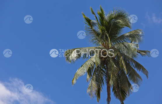 Coconut tree and sky