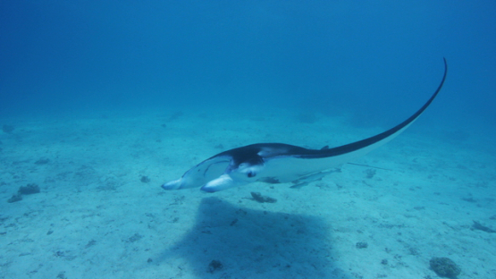 Tikehau, Manta Ray swimming close to camera