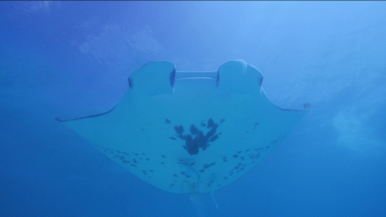 4K UHD, Tikehau, Manta ray swimming over the camera, followed by remora