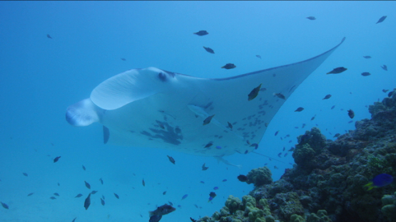 Manta ray swimming around coral at the cleaning station, Tikehau, 4K UHD