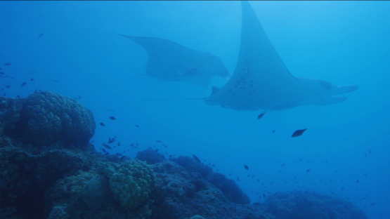 Two Manta rays swimming in the lagoon, close to camera, Tikehau, 4K UHD