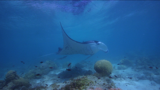 Manta ray swimming in shallow water, lagoon, Tikehau, 4K UHD