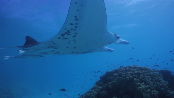 Manta ray swimming and cleaned by cleaner wrasses in the lagoon, Tikehau, 4K UHD