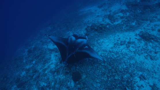 Manta ray swimming along the reef, slow motion, Tikehau, 4K UHD