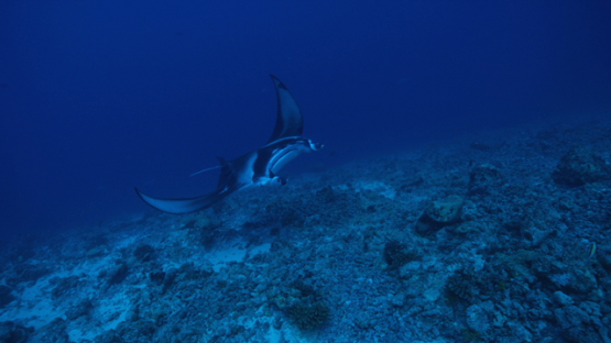 Manta ray swimming along the reef in the deep blue, slow motion, Tikehau, 4K UHD