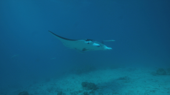 Manta ray swimming in the lagoon, cut wing, Tikehau, 4K UHD
