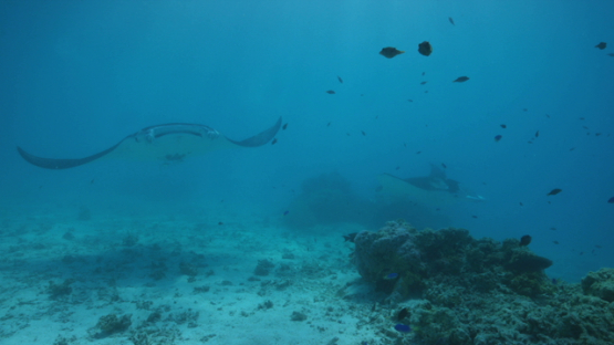  Two Manta rays swimming in the lagoon, one above the camera, Tikehau, 4K UHD
