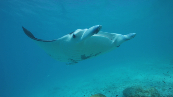 Manta ray swimming in the lagoon, coming close to camera, Tikehau, 4K UHD