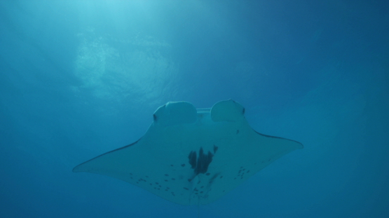 Manta ray swimming in the lagoon, above camera, Tikehau, 4K UHD