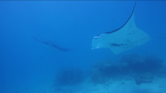 Two Manta rays swimming in the lagoon, Tikehau, 4K UHD